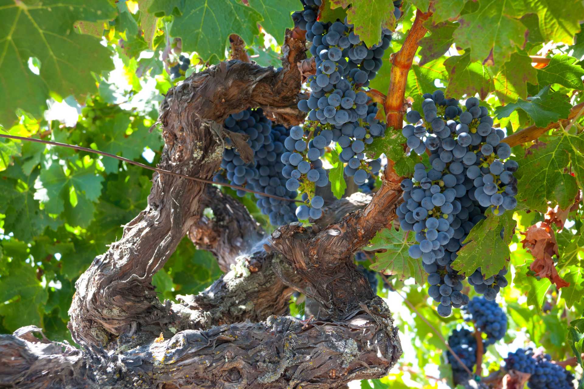 Image for Mencia content section