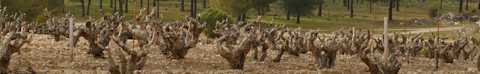 Image for Ribera del Duero Spain content section