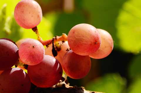 Image for Pinot Gris / Pinot Grigio content section