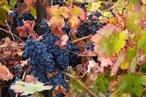 Image for Montepulciano content section