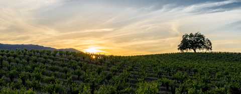Image for Sonoma Coast Pinot Noir content section