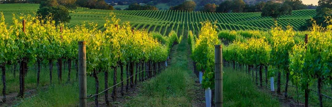 The Essential Guide to Unoaked California Chardonnay banner image
