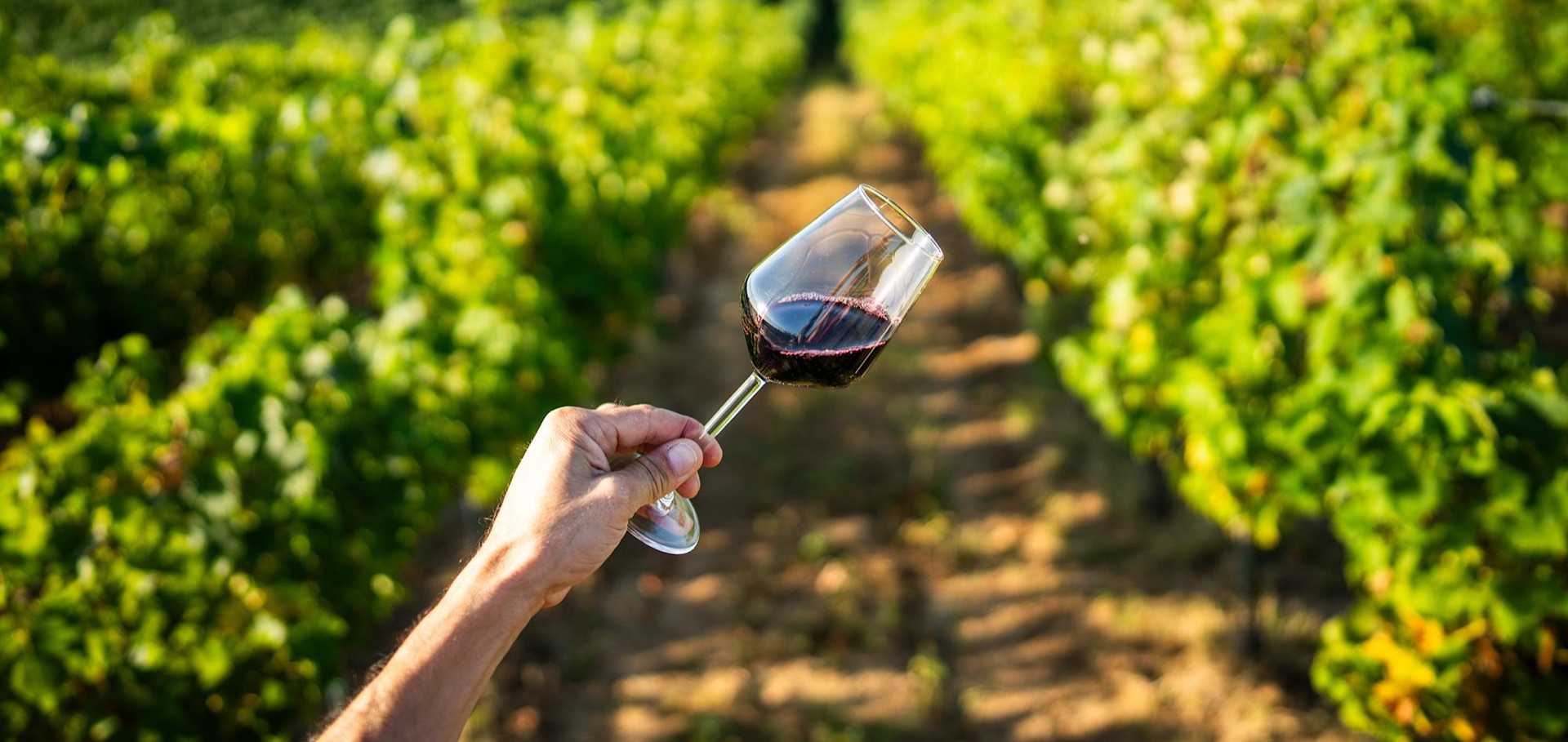 The Cabernet Sauvignon and Bordeaux Guide for Every Price Point banner image