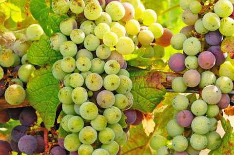 Image for Riesling content section
