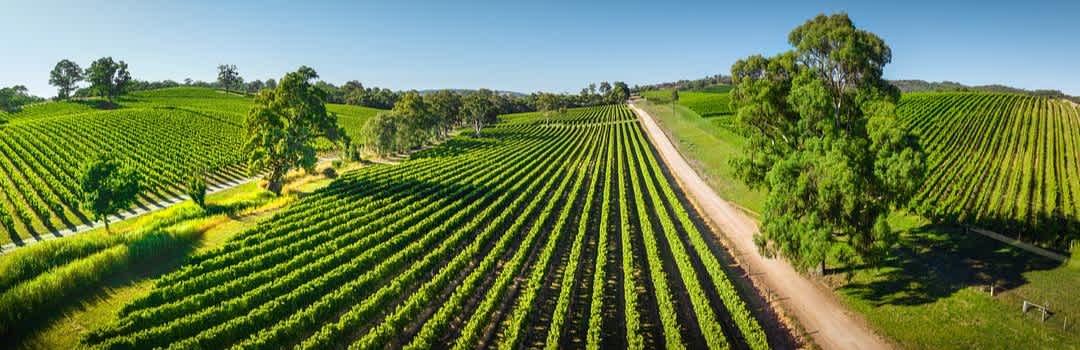 The Essential Guide to Australian Shiraz banner image
