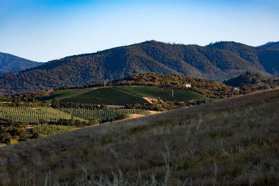 Pinot Noir Regions, Explained: Styles, Climates, and What to Try banner image