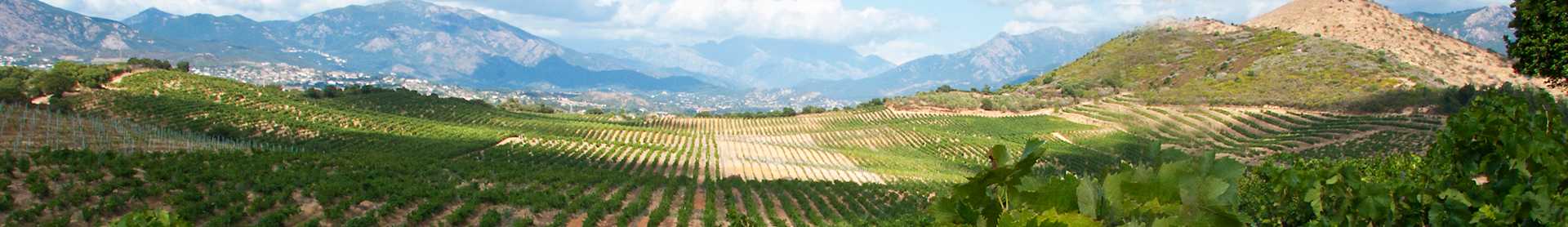 Image for Corsican Wine France content section
