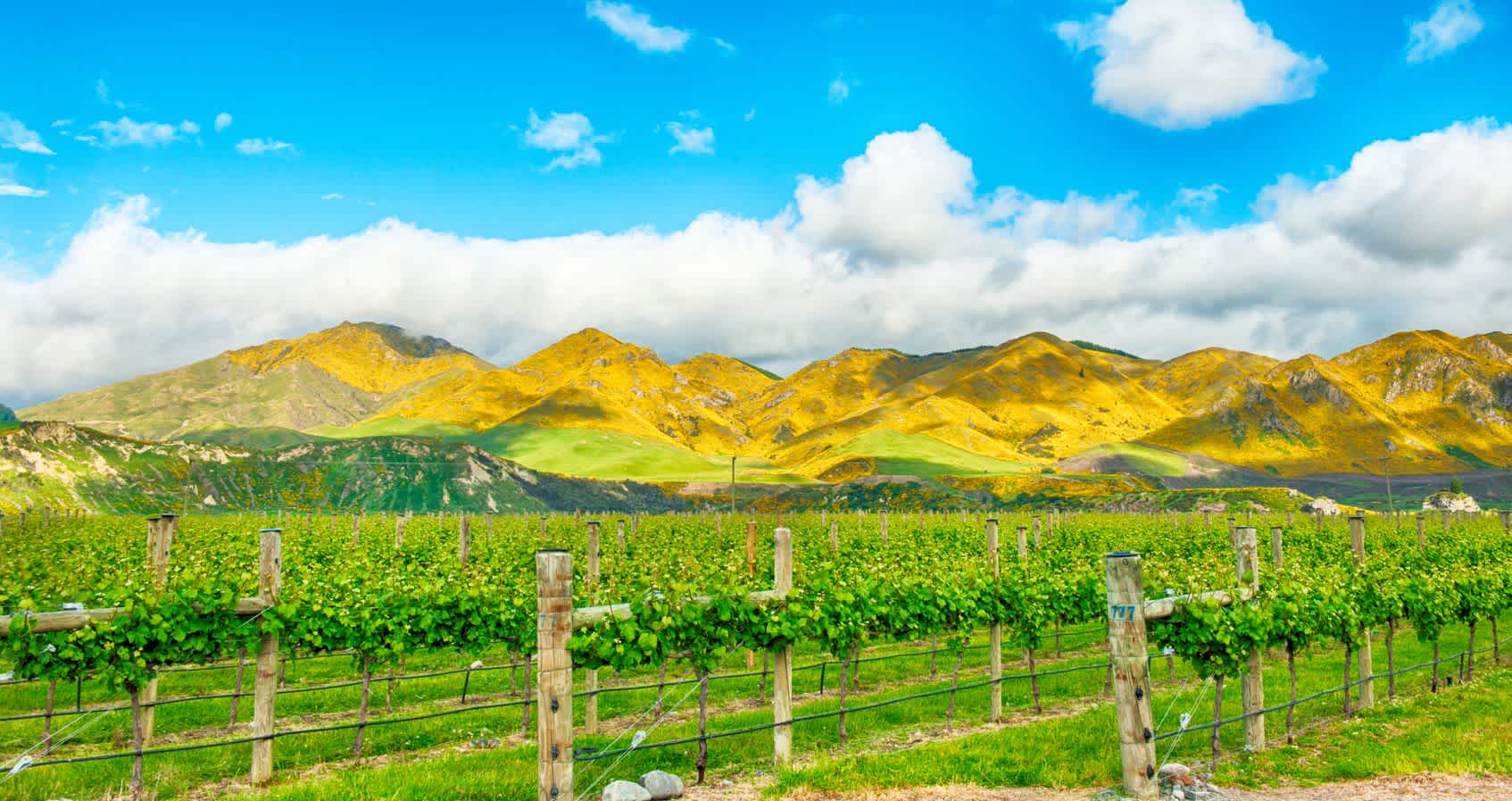 New Zealand - A Pinot Paradise banner image