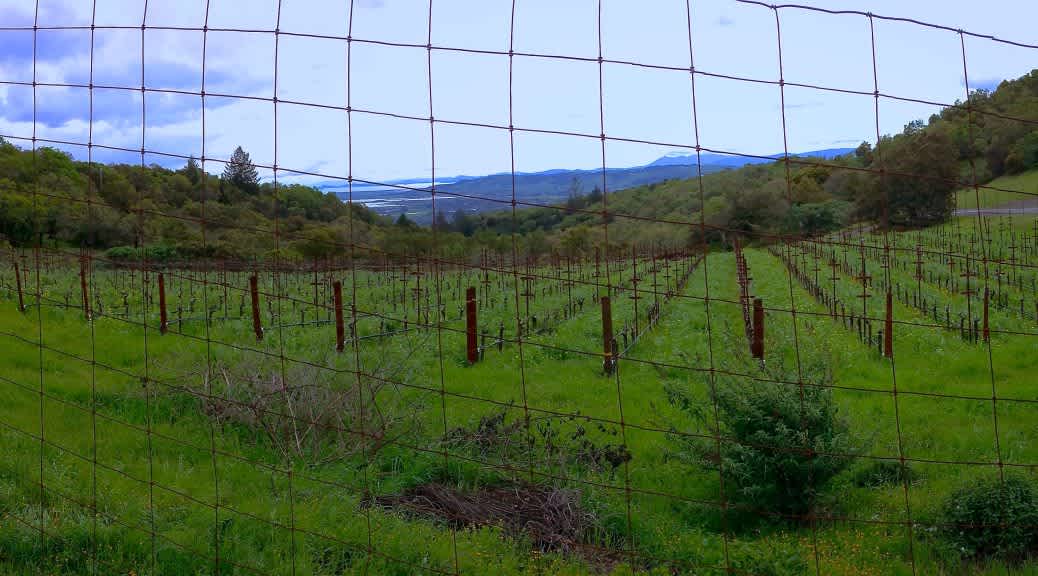What Makes Organic Wine Organic? banner image