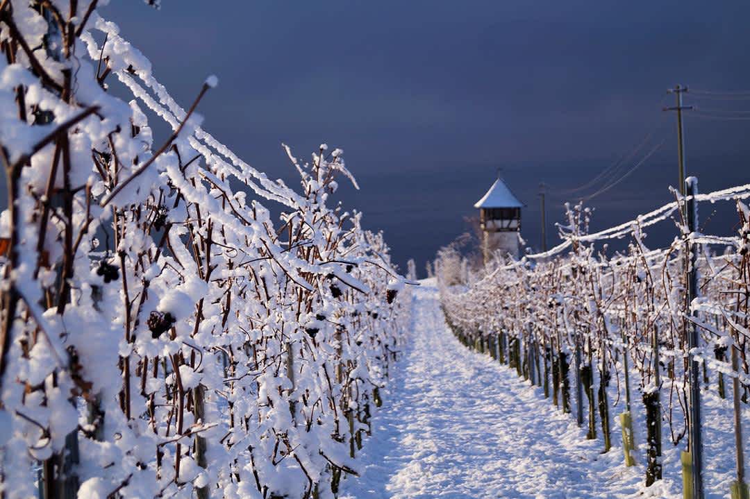 Ice Wine, Explained: Styles, Serving, and What to Buy banner image