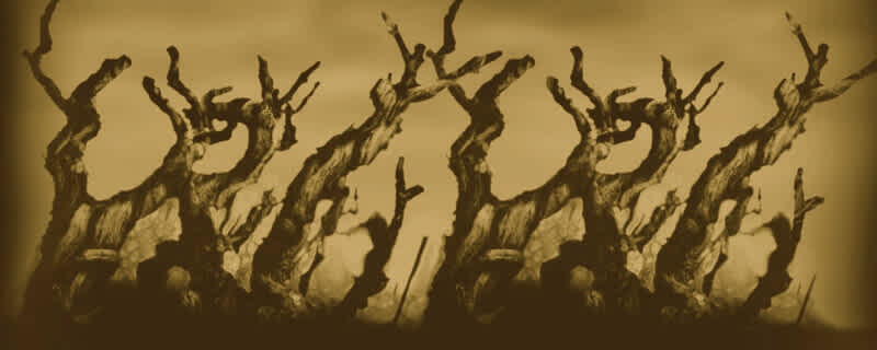 BOO! Wine for Halloween Spooky selections to pour at your party.