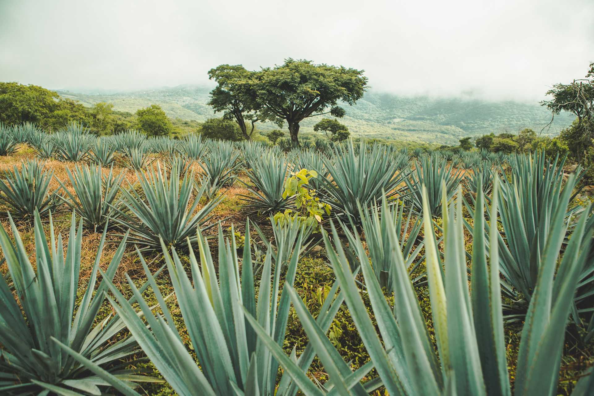 Tequila Cocktail Recipes banner image