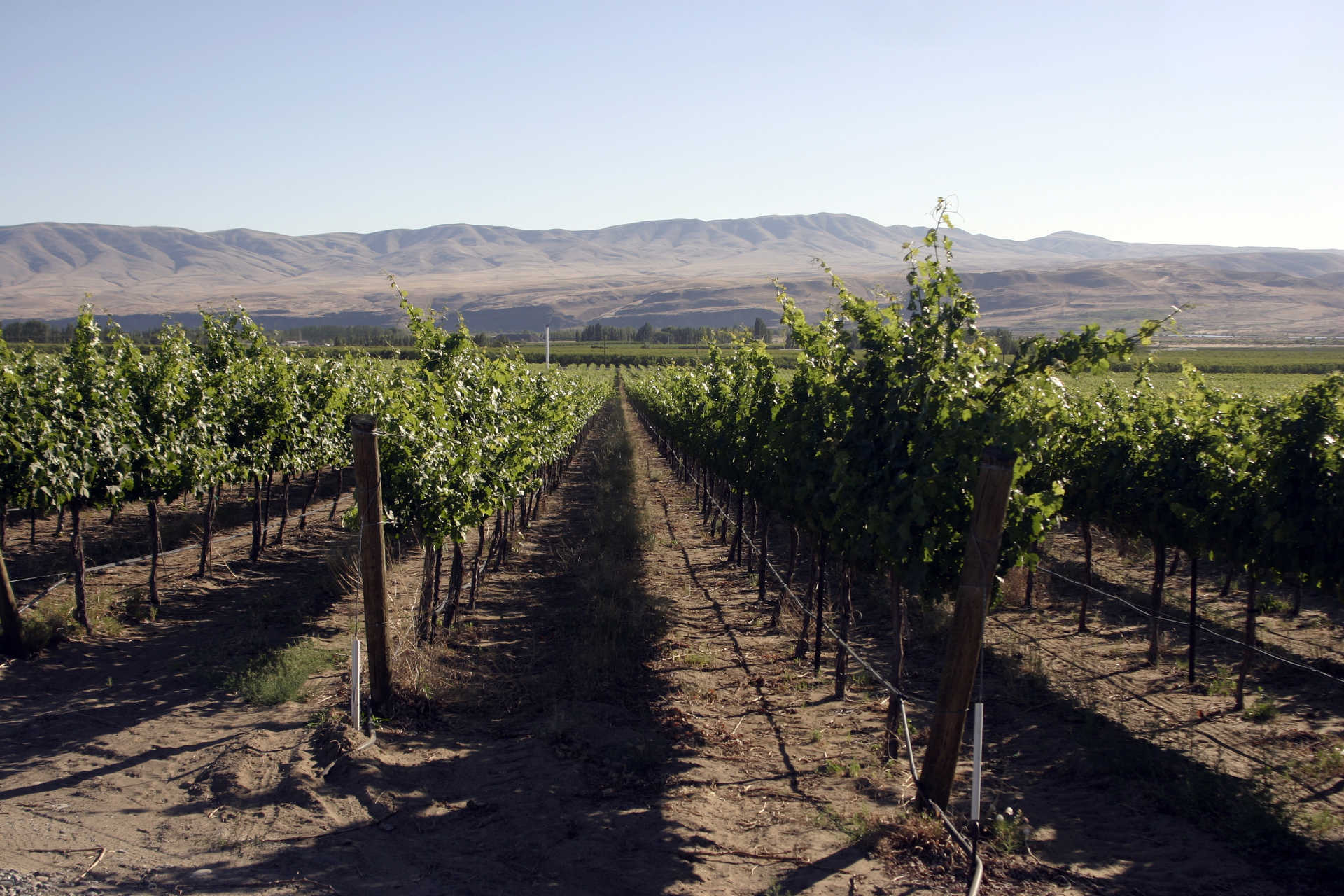 Image for Columbia Valley Cabernet Sauvignon content section