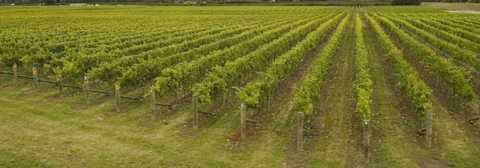 Cupcake Vineyards