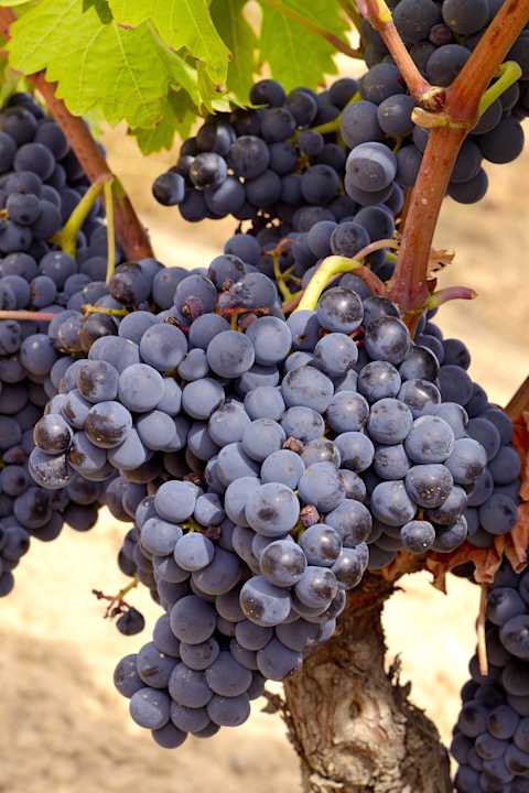 Image for Tempranillo content section