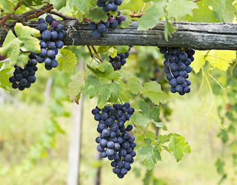 Image for Barbera content section
