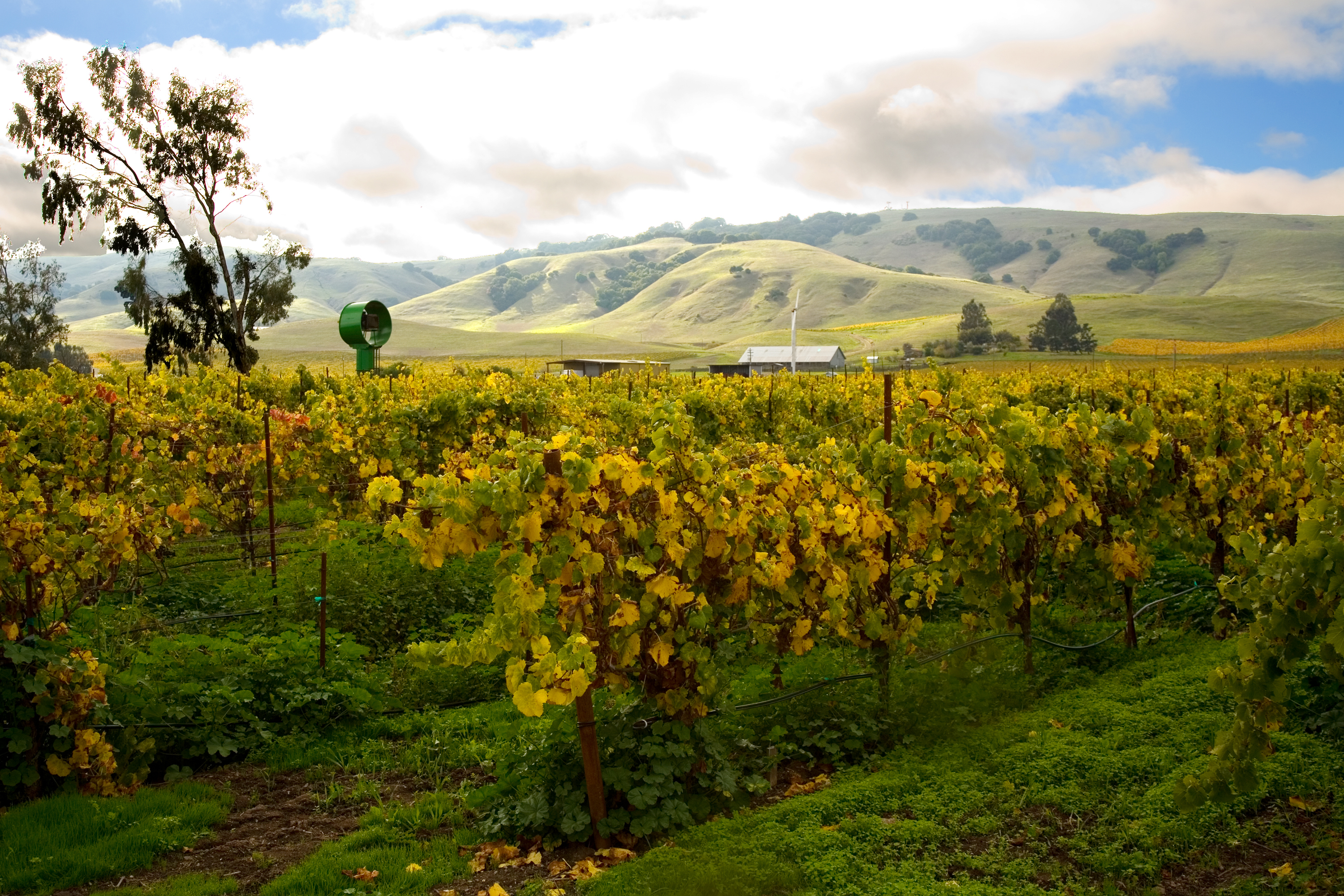 Pâte Brisée - Robert Sinskey Vineyards & Wilding Farm