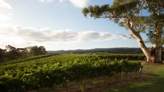 Mcguigan Wines Handmade Shiraz 2014 Wine Com