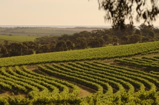 Kay Brothers Hillside Shiraz 2014 Wine Com