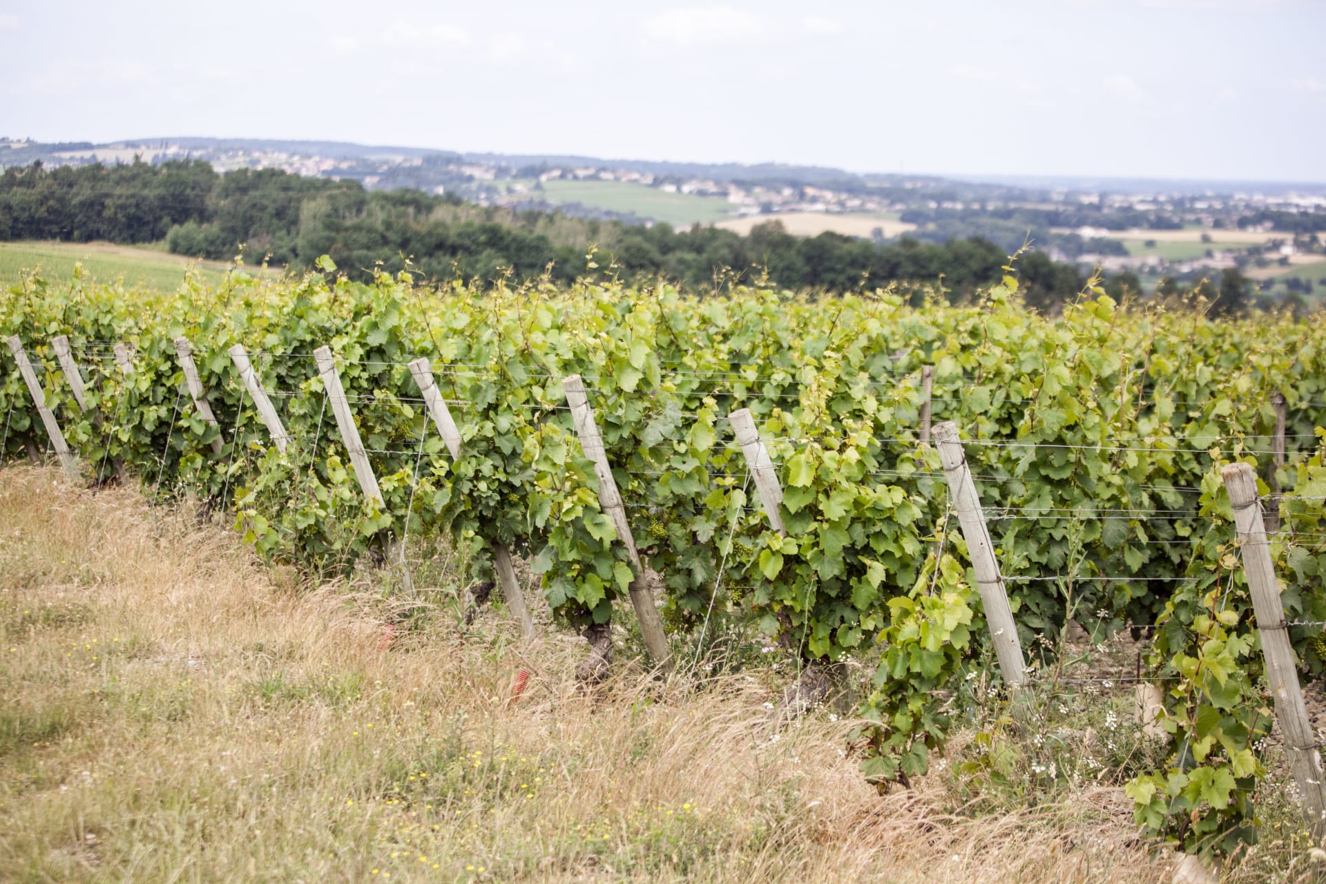 Domaine Marcel Couturier