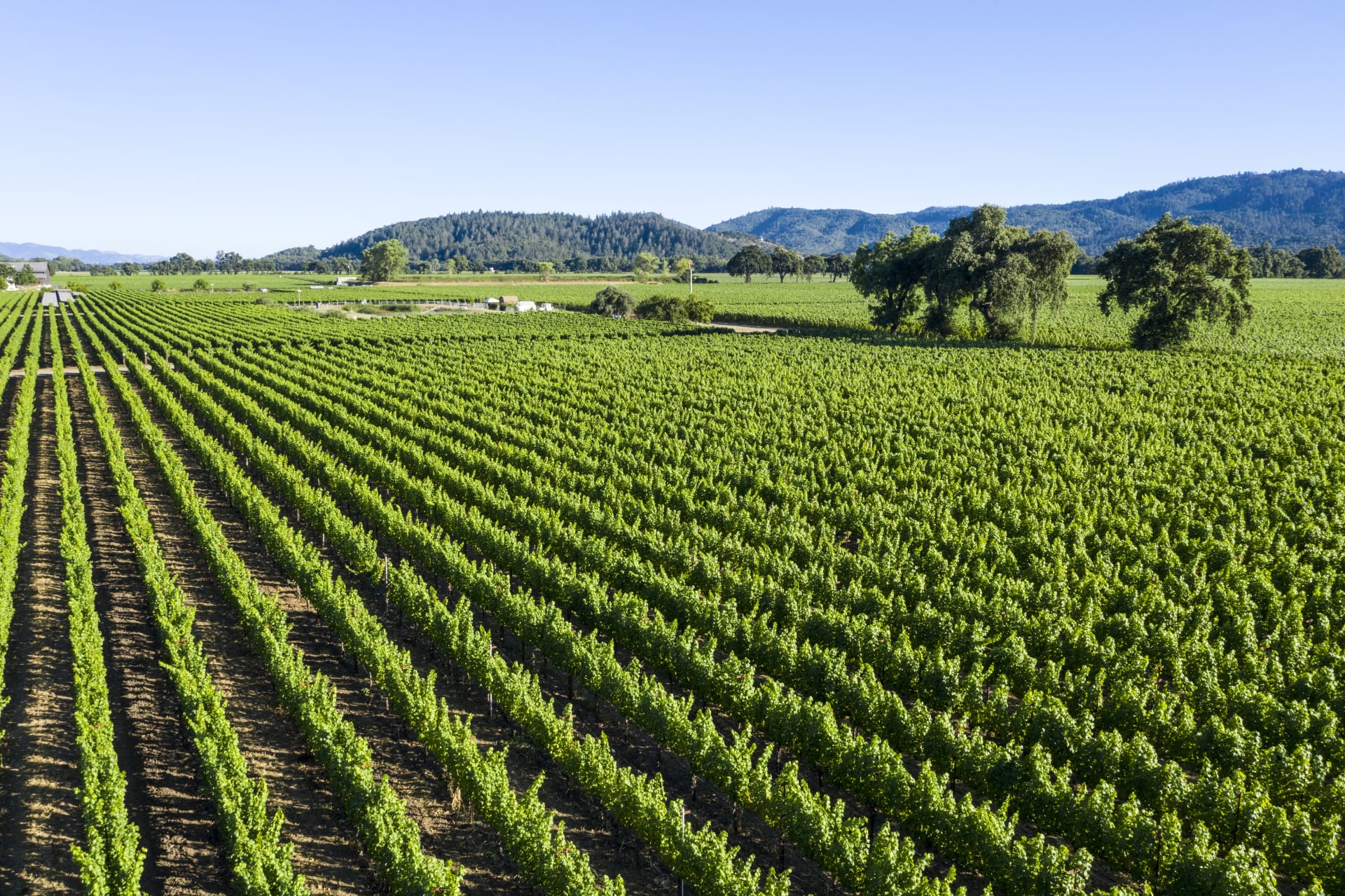 Silver Oak Napa Valley Cabernet Sauvignon 2016 | Wine.com