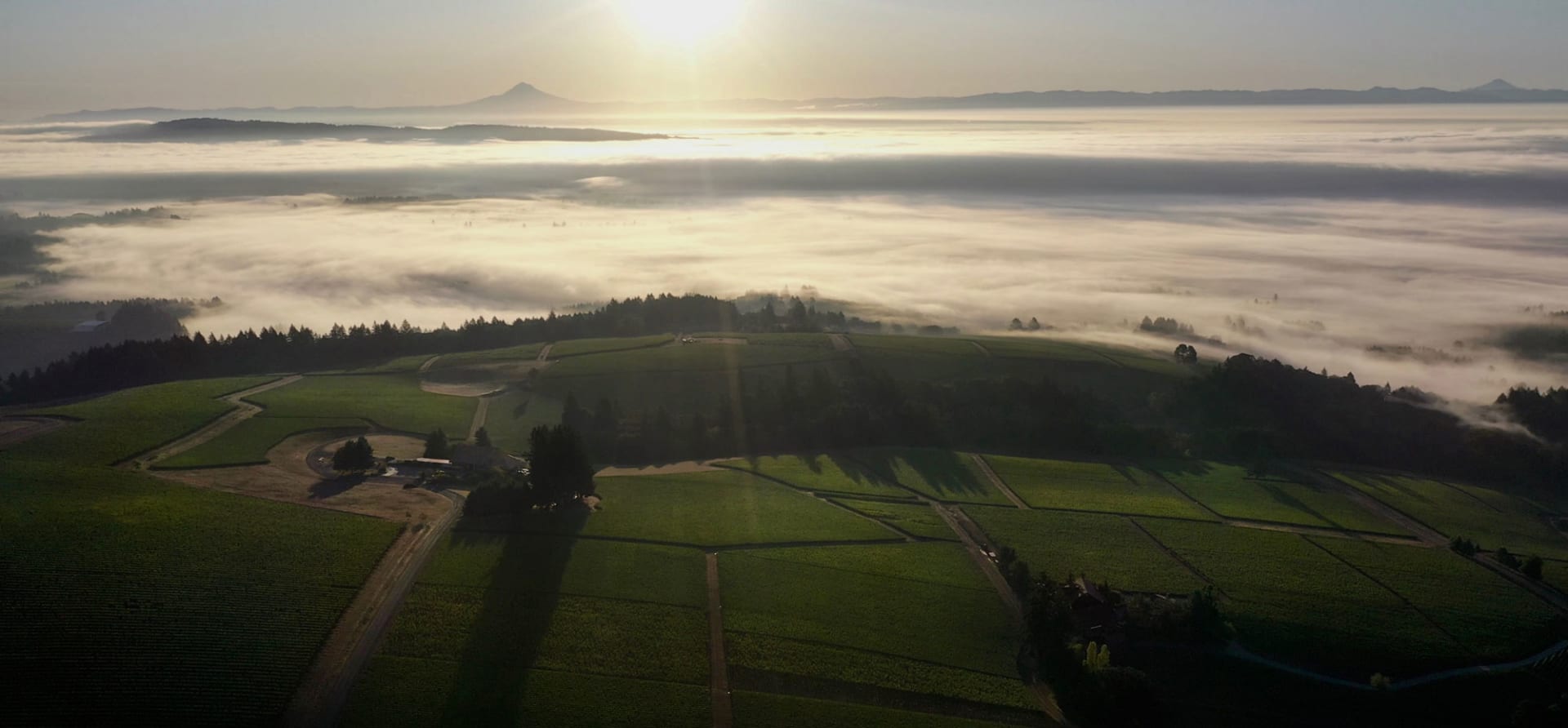 Domaine Drouhin Oregon