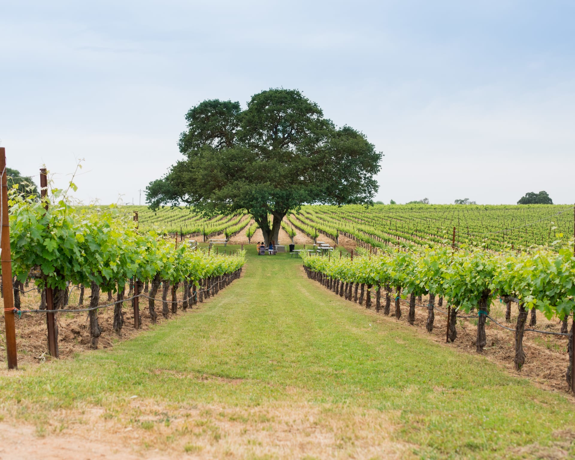 Bokisch Vineyards