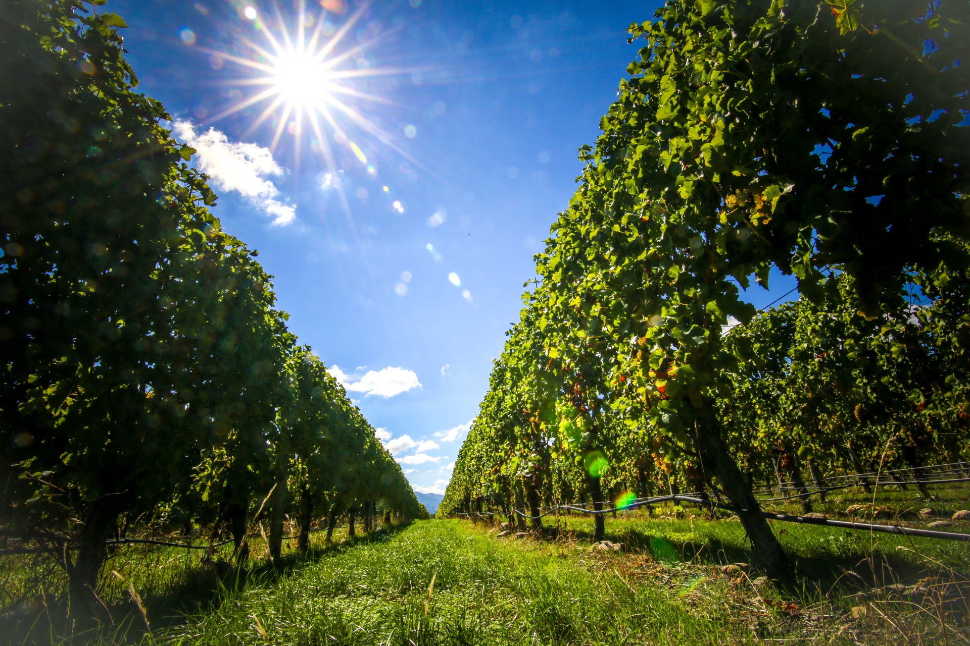 Duck Hunter Pinot Noir 2018