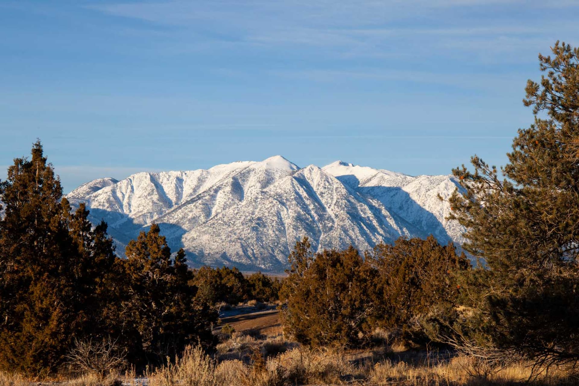 Juniper Grove Atrium Gin