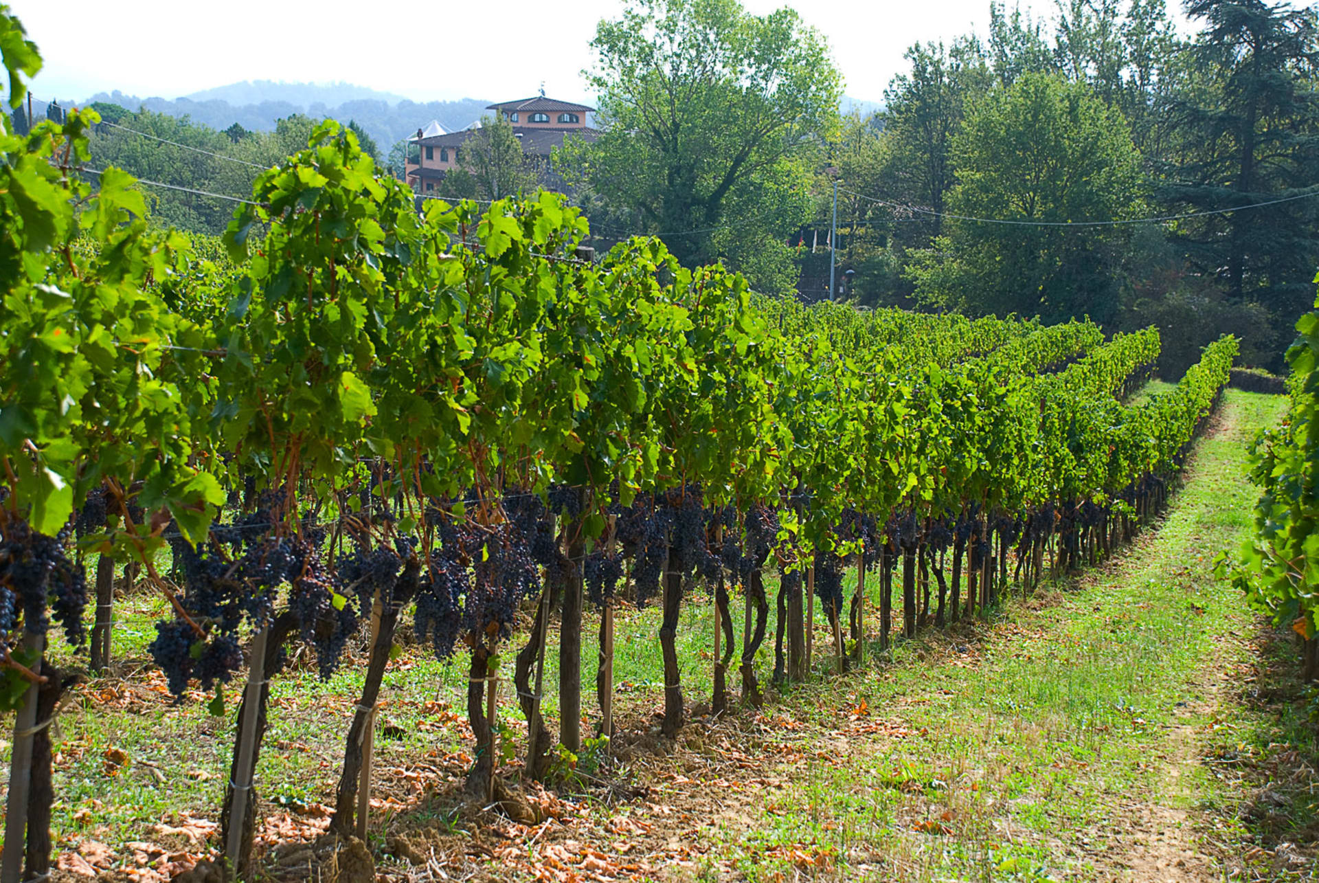 Il Palagio Roxanne Toscana Rosso 2016