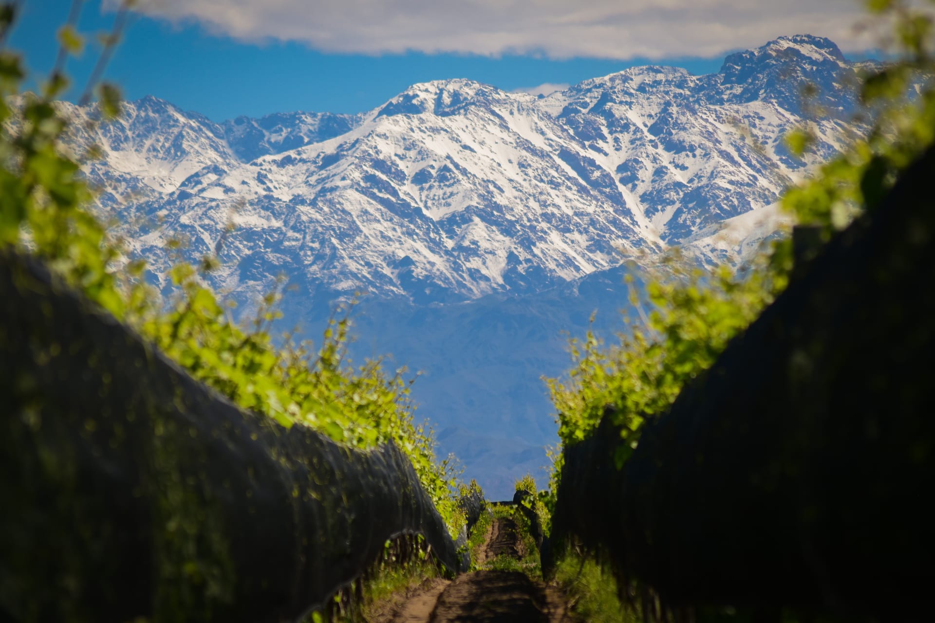 Domaine Bousquet