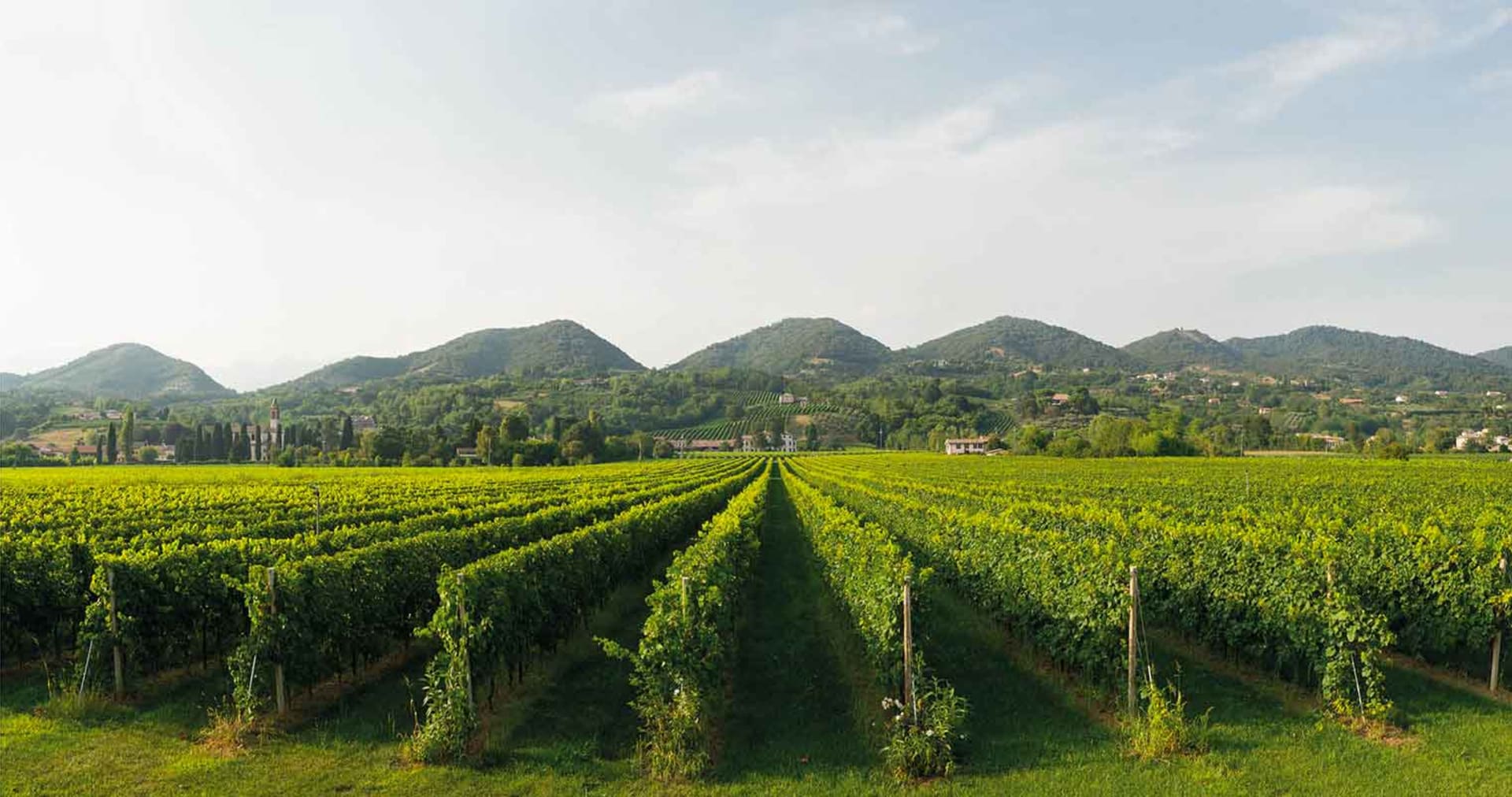 Montelliana Prosecco | Wine.com