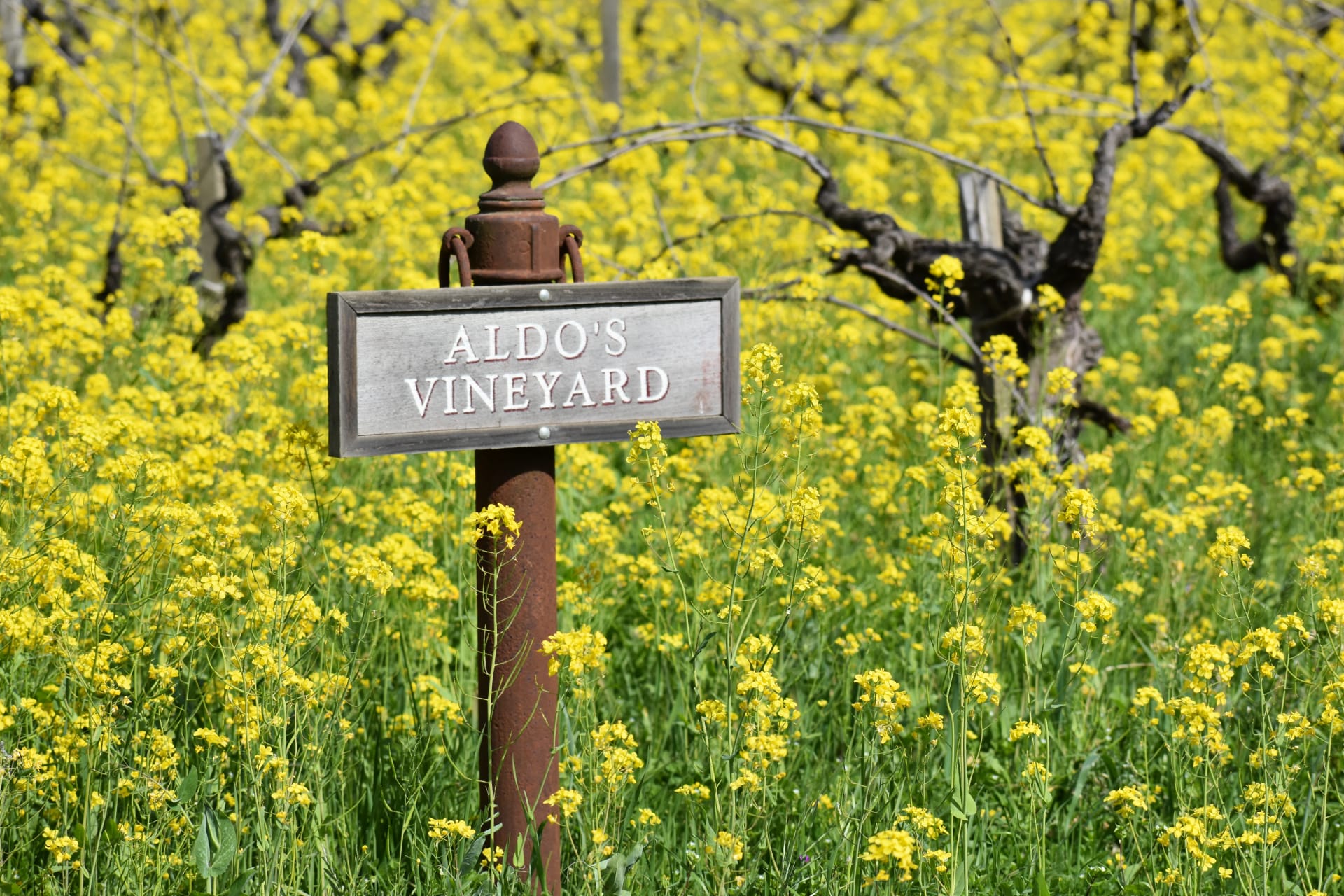 Robert Biale Vineyards