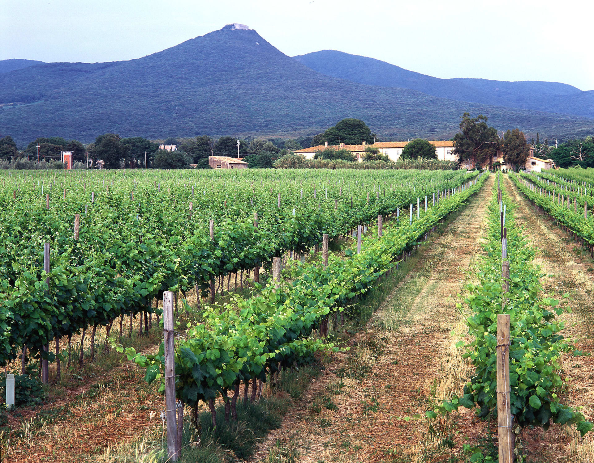 2020 Tasso Guado al Tenuta