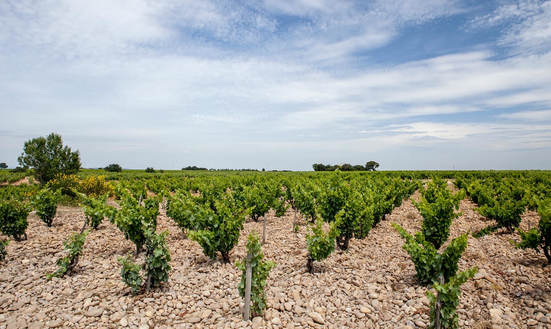 Domaine Raymond Usseglio