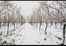 Cantina Gabriele  Winery Image