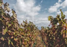 Abremundos Malbec Vines at Abremundos Winery Image