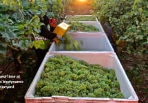 Avivo Wines Harvest Time at Avivo Winery Image