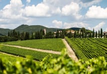 San Felice The Vineyards of San Felice Winery Image