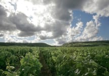 Domaine Ponsot Vineyards in Burgundy Winery Image