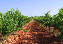 Domaine Condorcet Domaine Condorcet Vineyards Winery Image