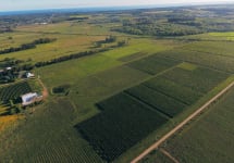 Bodega Pablo Fallabrino Vineyard overlooking Atlantic Ocean Winery Image