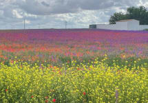 Gulp Hablo Beautiful Scenery Winery Image