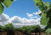 Hangtime Hangtime Vineyards Winery Image