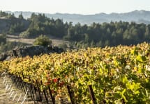 Cobb Wines Coastlands Vineyard Winery Image