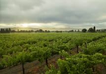 Bella Union by Far Niente Bella Union Vineyard in Rutherford, Napa Winery Image