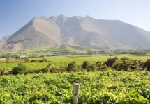 Pisco Capel Winery Image