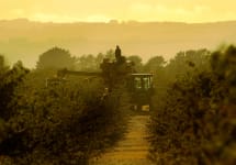 Shirvington Shirvington Harvester at Dawn Winery Image