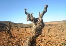 Escoces Volante Manga Del Brujo 2014 Wine Com