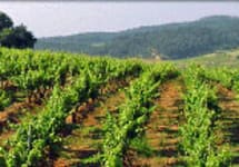 Quinta da Fonte do Ouro Winery Image
